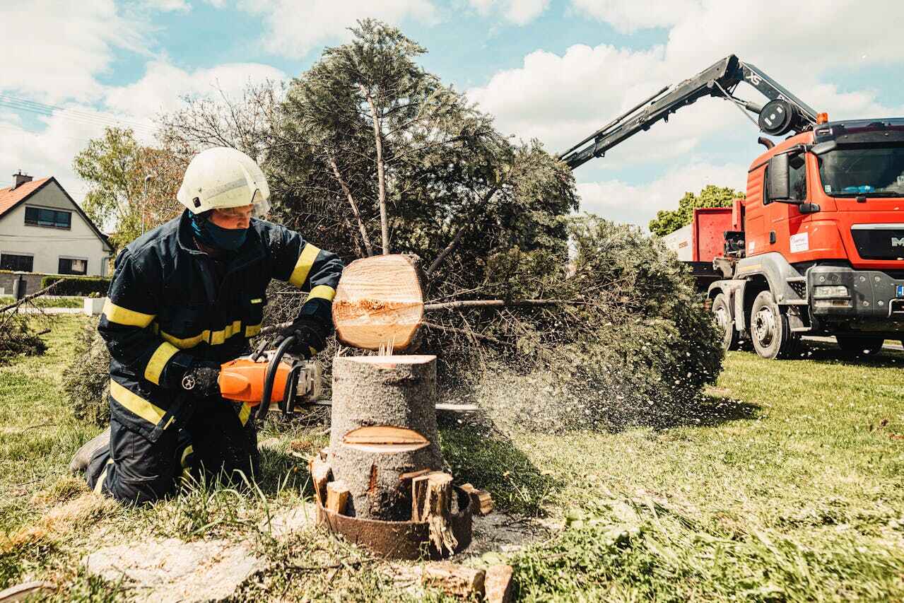 Reliable Crane, TX Tree Service Solutions